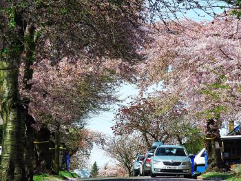 “Blossom Abbeydale Park Rise