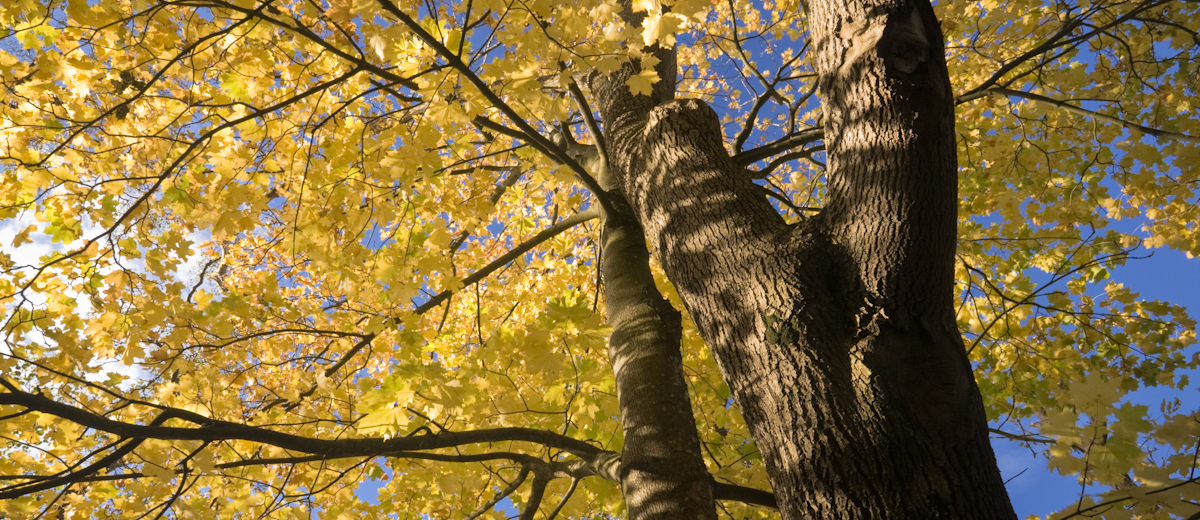 Norway maple, Fran Halsall_crop