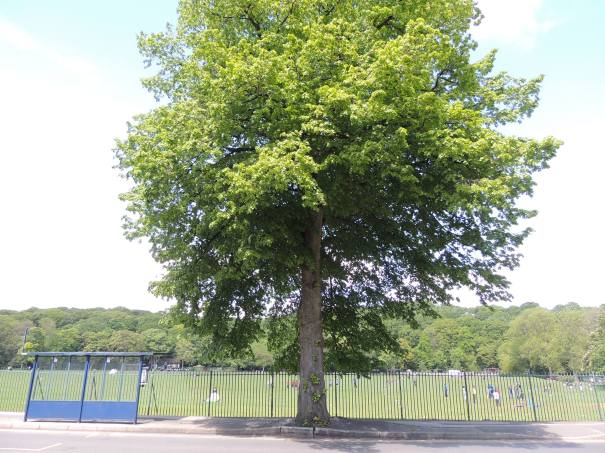 20369829_10155309442136013_757691168874711302_o