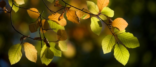Autumn beech leaves - Fran Halsall