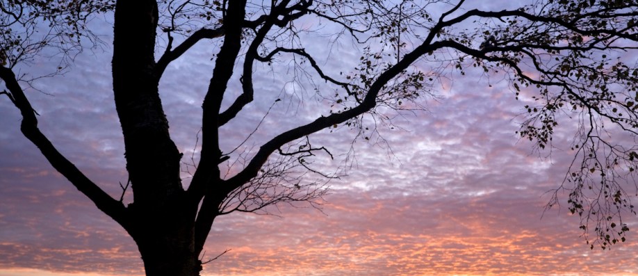 Birch, Ramsley Moor - Fran Halsall