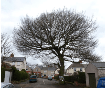“Blossom Abbeydale Park Rise