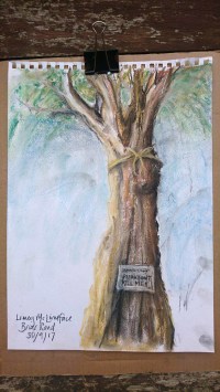 “Lime tree, Briar Road