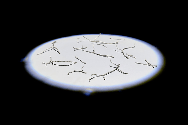 honest leaders admit mistakes - hannah northward